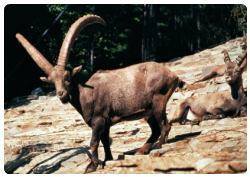 Alpenzoo 