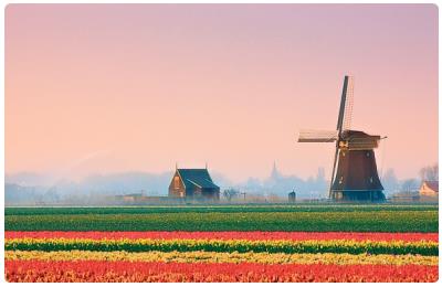 Tulipani Olanda