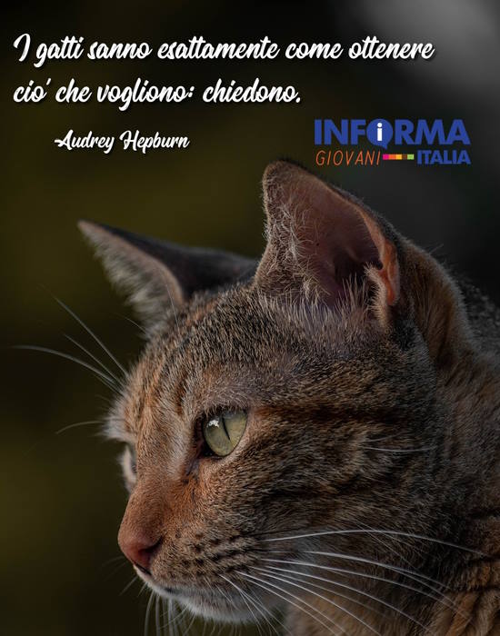 101 frasi, citazioni e aforismi sui gatti più belli di sempre