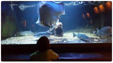 Aquarium musée d'Arcachon