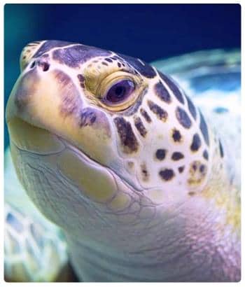 Acquario di Alghero