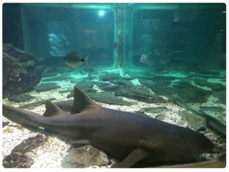 Acquario di Alghero