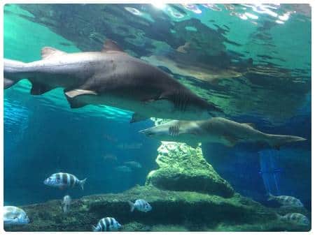 Acquario di Roquetas de Mar