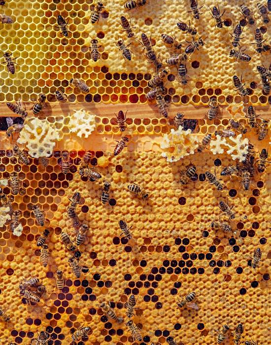  Avviare una attività di Apicultura 