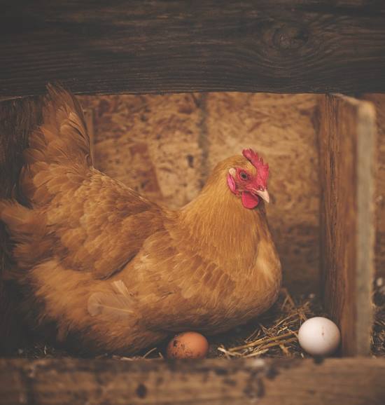 Avviare un allevamento di galline ovaiole 
