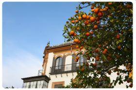 Barrio Santa Cruz - Siviglia