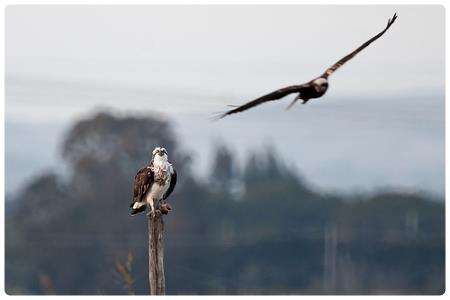 Birdwatching in Sardegna