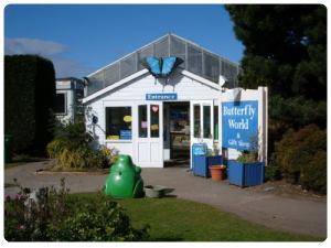 Butterfly and Insect World