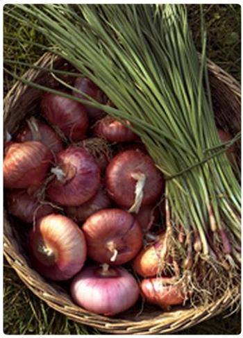 Sagra della Cipolla di Treschietto - Bagnone