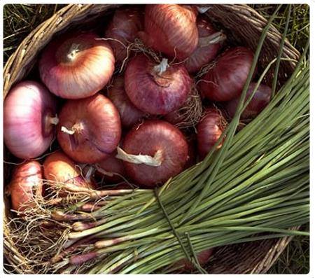 Cipolla di Treschietto - Bagnone