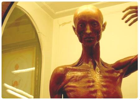 Collezione Cere anatomiche - Museo della Specola