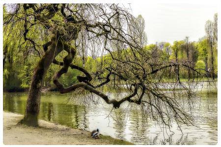 Englischer Garten - Monaco di Baviera