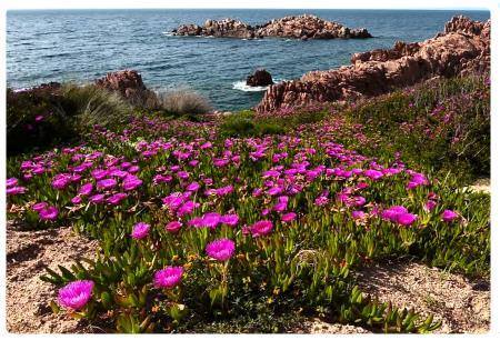 Fioriture in Sardegna