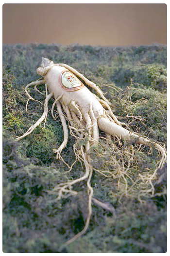 Ginseng, il segreto degli imperatori
