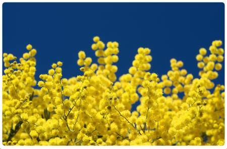 Mimosa