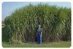Miscanthus gigante