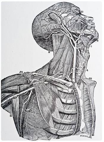 Museo di Anatomia Montpellier