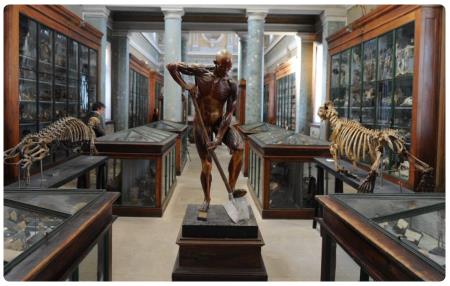 Museo di Anatomia di Montpellier