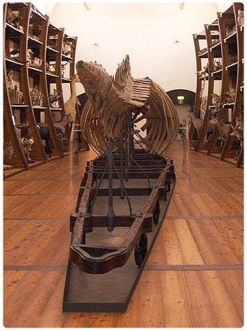 Museo regionale scienze regionali Torino