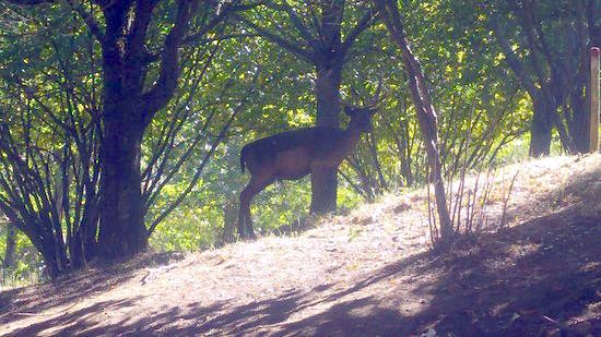 Miniera del Siele: un viaggio nella storia mineraria di Abbadia San Salvatore