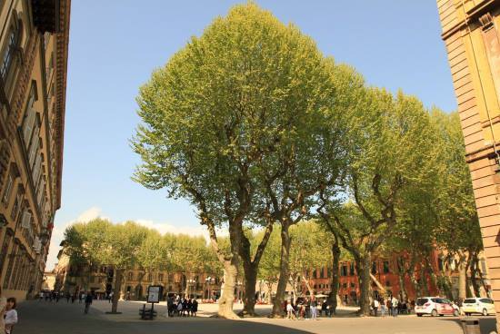 Piazza Napoleone - Lucca 