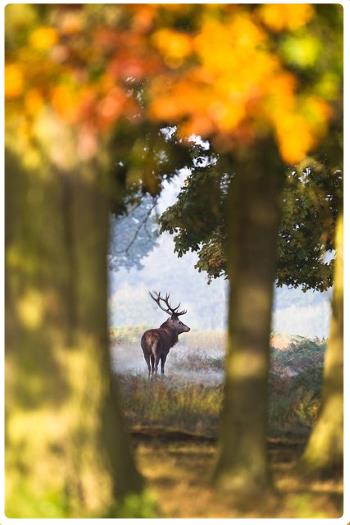 Richmond Park