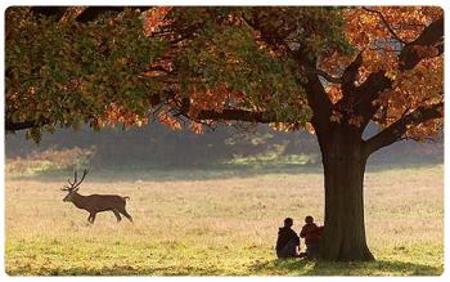 Richmond Park