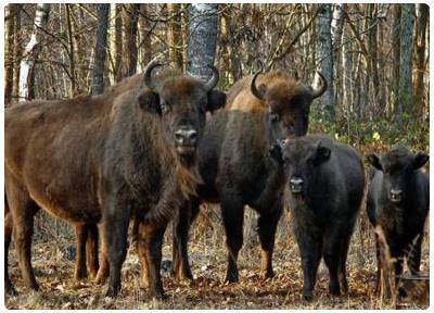Riserva della Biosfera Berezinsky