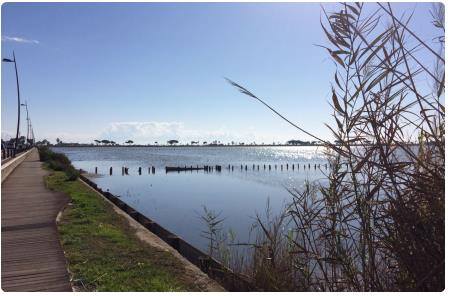 Stagno di Molentargius