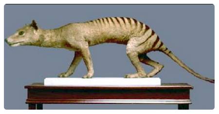 Tilacino o Tigre della Tasmania