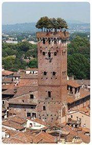 Lucca - Torre Guinigi
