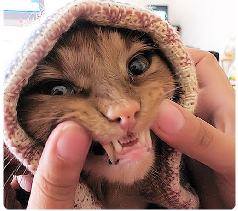 Il valore di una risata