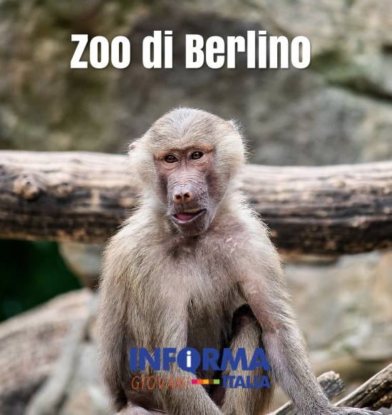 Zoo di Berlino