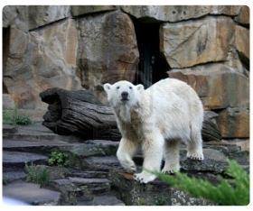 La custode dello zoo di Berlino - Winleoo